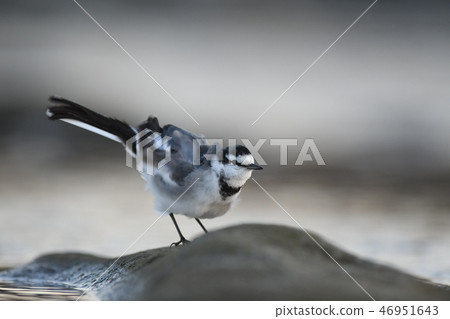 在多摩河搖晃身體，“Haksekirei” 46951643