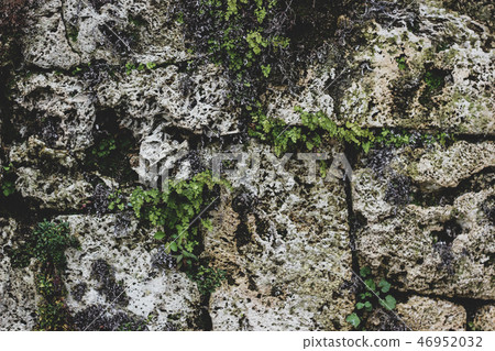 Dirty gray stone decorated with leaves and moss Dirty gray stone decorated with leaves and moss 46952032