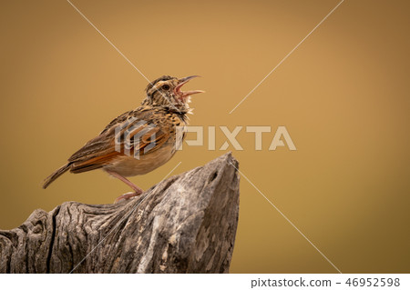Zitting cisticola with open beak on stump 46952598