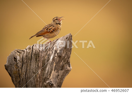 Zitting cisticola on stump with open beak Zitting cisticola on stump with open beak 46952607
