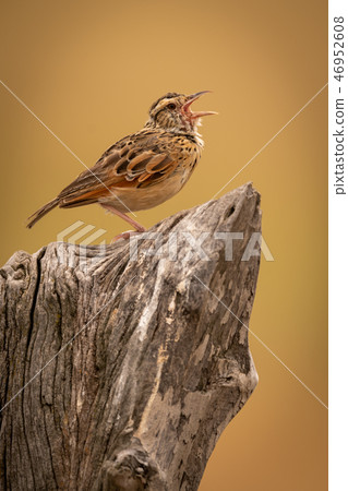 Zitting cisticola calling on dead tree stump 46952608