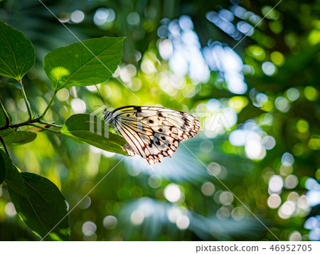 背靠背燈 46952705