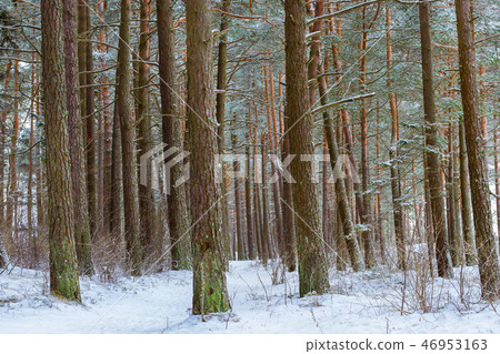 Winter snowy pine forest Narva Bay. Narva-Joesuu 46953163