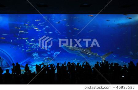 whale sharks 46953583