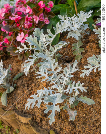 Jacobeae maritima , Silver Ragwort or Dusty Miller Jacobeae maritima , Silver Ragwort or Dusty Miller 46953860