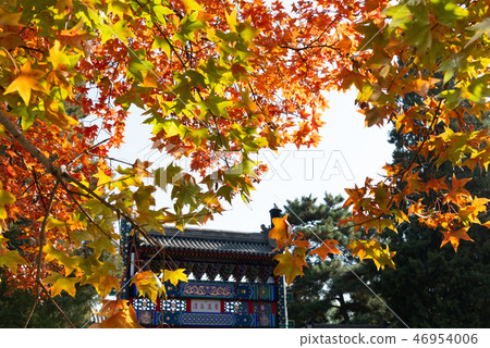 中國北京香山公園 中国観光スポット Autumn of Fragrant Hill Beijing 46954006