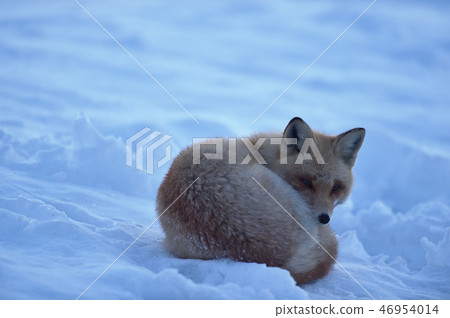 北狐狸在清晨遇見（北海道） 46954014