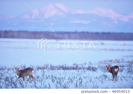 我們一大早見過的兩隻梅花鹿（北海道，Notsuke半島） 46954015