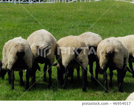 動物綿羊羊屁股 46954017