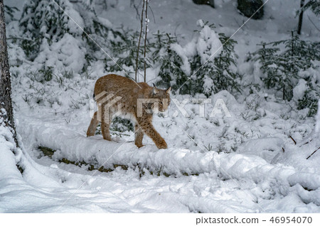 lynx in the snow forest portrait lynx in the snow forest portrait 46954070