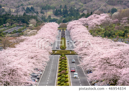 Fuji Reien Cemetery, Shizuoka, Japan in spring. Fuji Reien Cemetery, Shizuoka, Japan in spring. 46954834