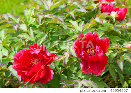 red peonies flowering on a bush in garden red peonies flowering on a bush in garden 46954907