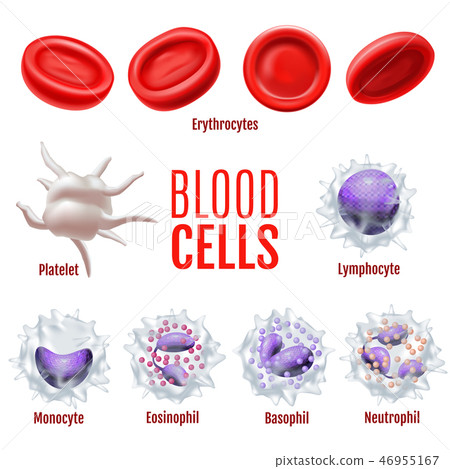 Blood Cells Set in Realistic Style 46955167