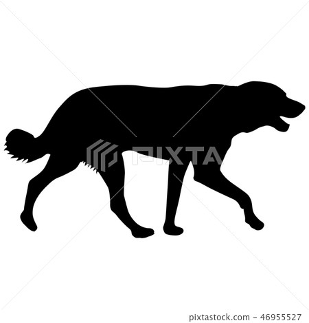 Labrador dog silhouette on a white background 46955527
