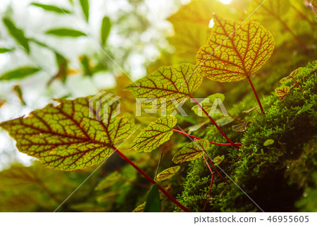 Begonia leafs on the rock in the woods shallow  46955605