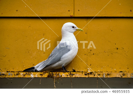 Seagull bird close up 46955935