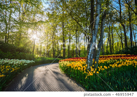 Keukenhof flower garden. Lisse, the Netherlands. 46955947