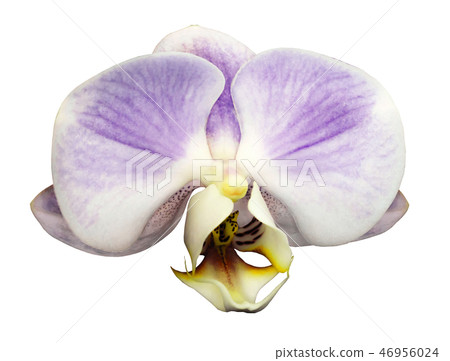 Orchid white flower.isolated white background  46956024