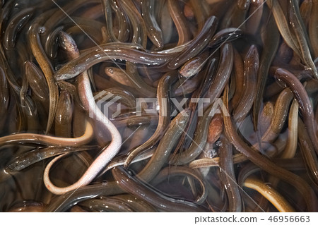 Bunch of eels in fish market in Shanghai, China 46956663
