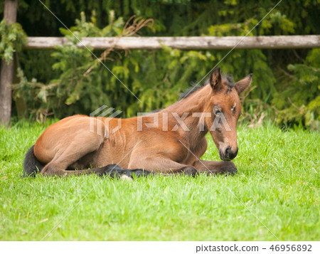 Portrait of young foal of sporthorse 46956892