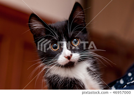 Black and white kitten Black and white kitten 46957000
