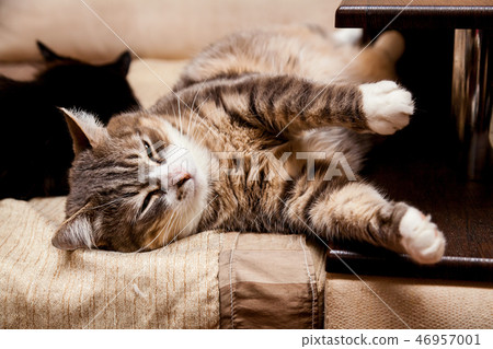 Big and fat cat with green eyes Big and fat cat with green eyes 46957001