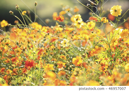 Yellow flower cosmos Yellow flower cosmos 46957007