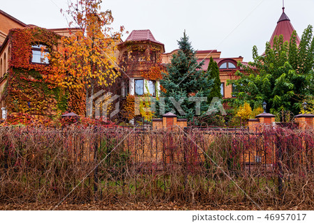 Autumn Ivy on brick wall Autumn Ivy on brick wall 46957017