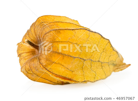 Physalis in leaves close - up on a white. Cape 46957067