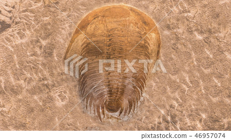 fossil trilobites imprinted in the sediment. 4 Billion Year old Trilobite fossil trilobites imprinted in the sediment. 4 Billion Year old Trilobite 46957074