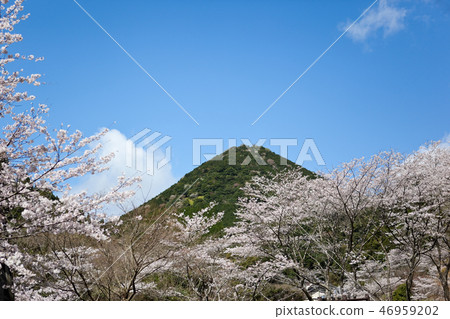 Shibata Iimori櫻花 46959202