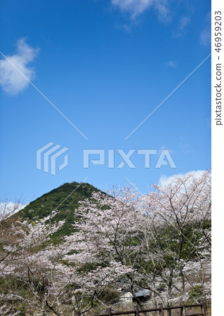Shibata Iimori櫻花 Shibata Iimori櫻花 46959203
