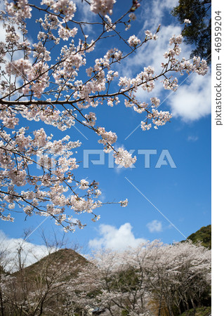 Shibata Iimori櫻花 Shibata Iimori櫻花 46959204