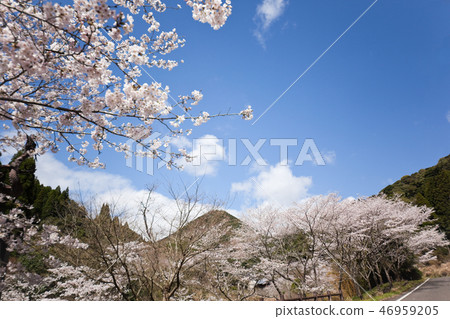Shibata Iimori櫻花 46959205
