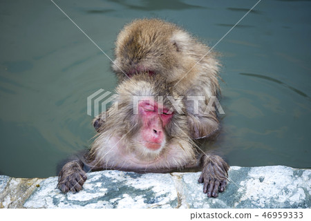 [Saru Onsen] 46959333