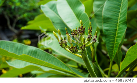 Plumeria bud 46959747
