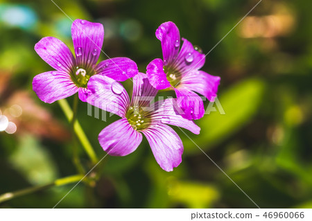 Murasaki Kabaki花 46960066