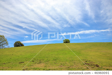 Grassland and blue sky Grassland and blue sky 46960091
