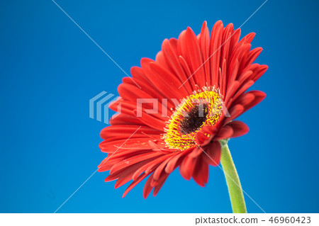 Gerbera flower studio shot 46960423