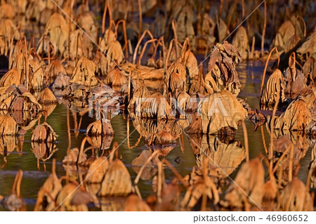 Scenery of the lotus pond of winter death 46960652