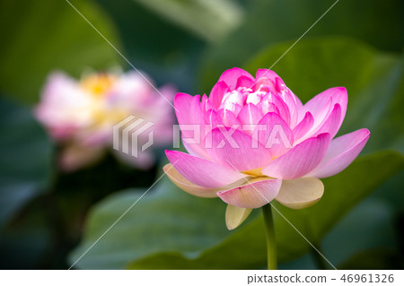 Lotus flower  46961326