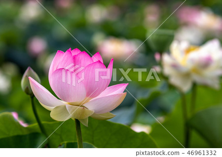 蓮花 蓮花 46961332
