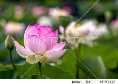 蓮花 蓮花 46961333