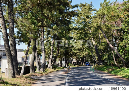 Oil pine trees 46961400