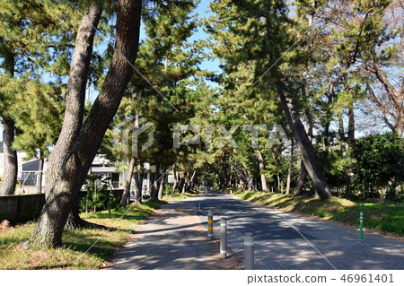 Oil pine trees 46961401