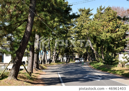 Oil pine trees Oil pine trees 46961403