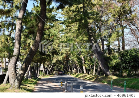 Oil pine trees Oil pine trees 46961405