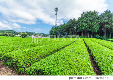 Fresh green tea farm in spring  46961440
