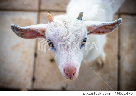 山羊的肖像 山羊的肖像 46961479