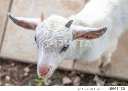 山羊的肖像 46961480